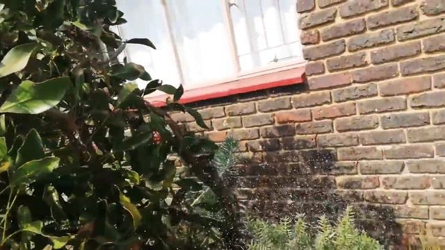 Finally at home. My beautiful Proteas. смотреть онлайн