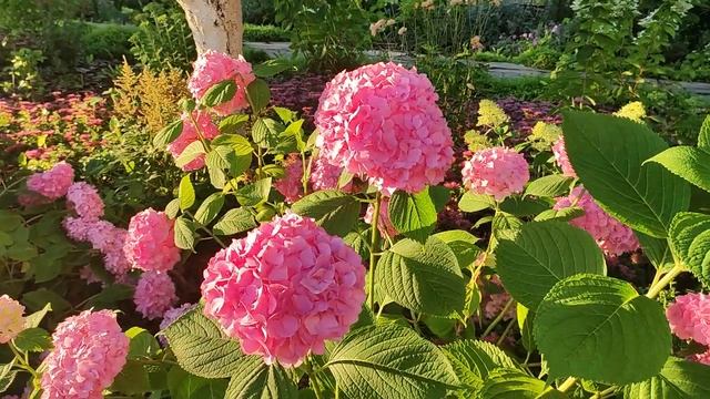 Волшебное цветение крупнолистных гортензий: Зорро, Бесконечное лето, Экспрешн (махровая). смотреть онлайн