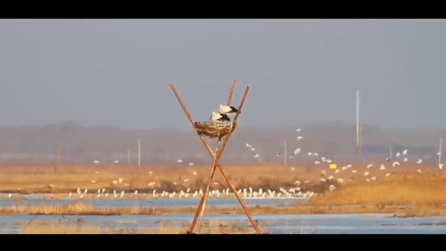 Heilongjiang Dulu River Wetland Reserve смотреть онлайн