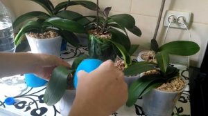 Орхидеи 43 ||| Полив орхидей с препаратом HB 101, жду цветоносы |||