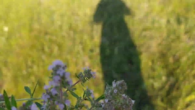 Чай под ногами. Чабрец, Тимь'ян ползучий, Богородская трава. смотреть онлайн