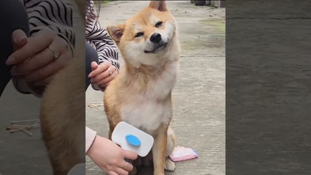 ПОДДЕРЖИТЕ НАШ КАНАЛ #юмор #камеди #прикол #фейл #фан #комедия #пранк #ржак