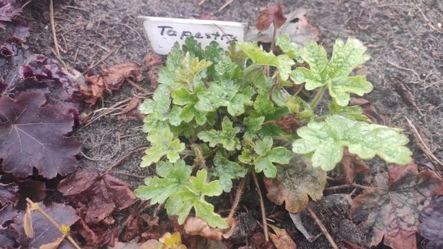 Гейхерелла сорт Tapestry весной смотреть онлайн