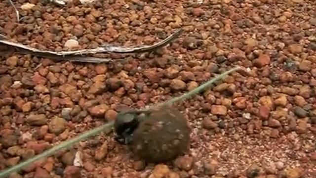dung beetle in action смотреть онлайн
