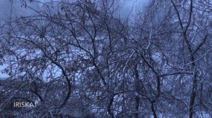 Гроза со снегом в марте / Thunderstorm with snow