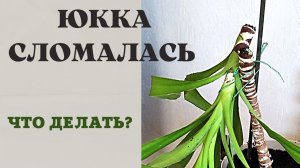 Юкка, которая сломалась на 2 части. Спустя 6 месяцев...