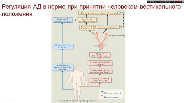 ПАТОФИЗИОЛОГИЯ. КОЛЛАПС. ОРТОСТАТИЧЕСКАЯ ГИПОТЕНЗИЯ. ОБМОРОЧНОЕ СОСТОЯНИЕ. смотреть онлайн