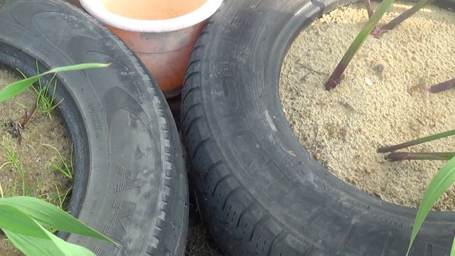 Гладиолусы в покрышках пускают стрелки цветов смотреть онлайн