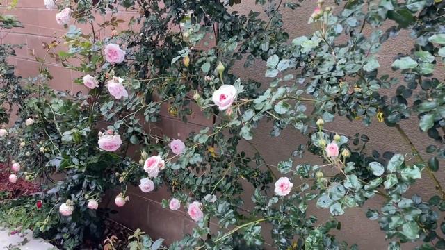 Memorial Day David Austin Rose James Galway Preparing For 1st Flush In 2033 #rose #memorialday