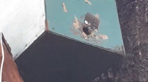 Ловля бродячих роев 2020.Проверка ловушек