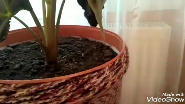 Чудо - цветок алоказии на молодом растении! Алоказия амазонская в домашних условиях.