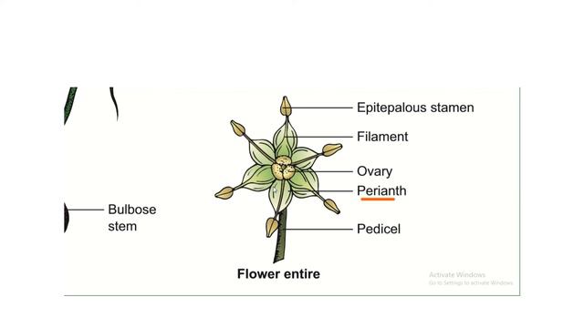 Botanical description of Allium cepa/ Class 11/Botany смотреть онлайн