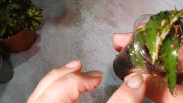 Бегонии Кейн и другие. смотреть онлайн