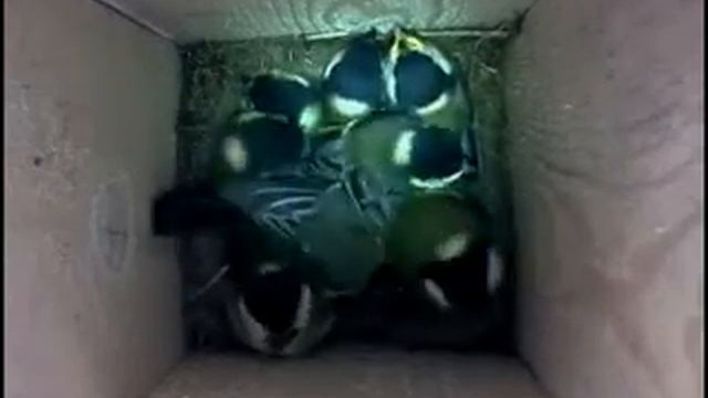 Синица в скворечнике. 14 июня. смотреть онлайн