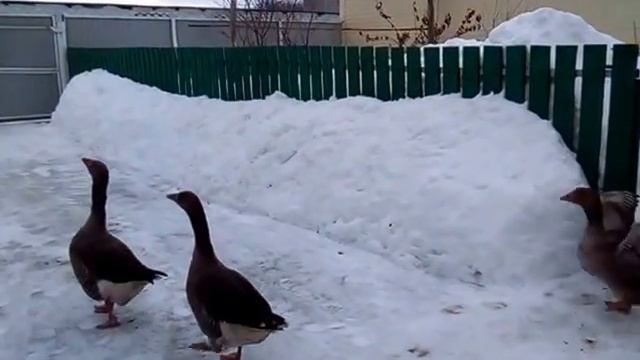 Крупные серые гуси. смотреть онлайн