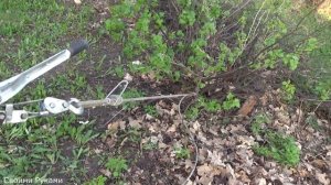 КАК ВЫКОРЧЕВАТЬ КУСТ смородины или другой кустарник БЕЗ УСИЛИЙ