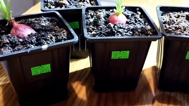 Стройка Челлендж