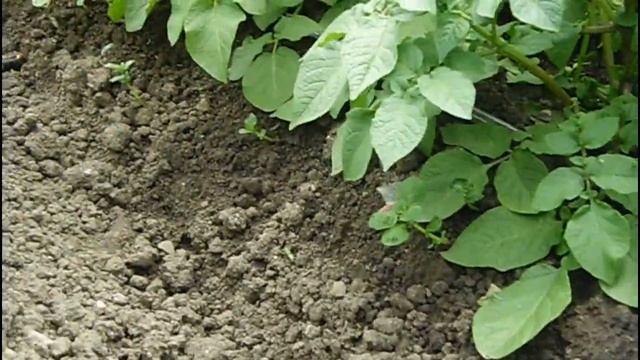 ➤КАРТОШКА ИЗ БОТАНИЧЕСКИХ СЕМЯН дает фору подвальным клубням. смотреть онлайн