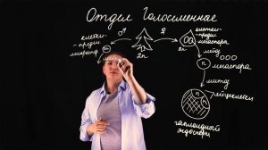 Жизненный цикл Голосеменных