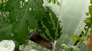 Арбузы в теплице. Результат.