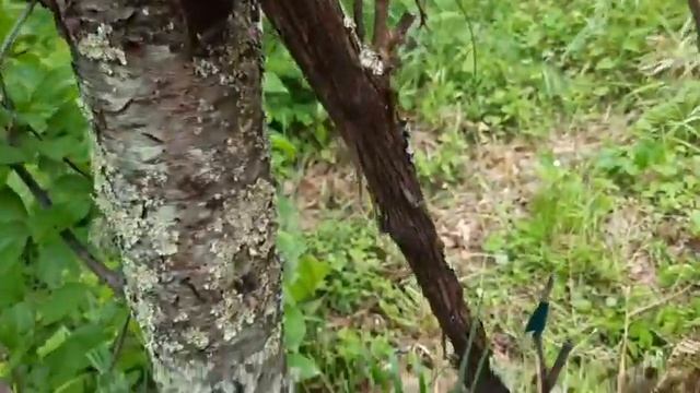 Дерево дружбы - старый Качич. смотреть онлайн