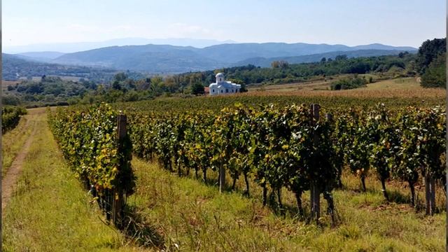 Vinogradi Rubin - Vino i vinogradarstvo смотреть онлайн