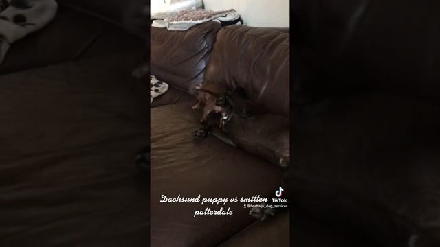 Puppy Dachsund beating up her patterdale brother. Funny dogs cute puppy смотреть онлайн
