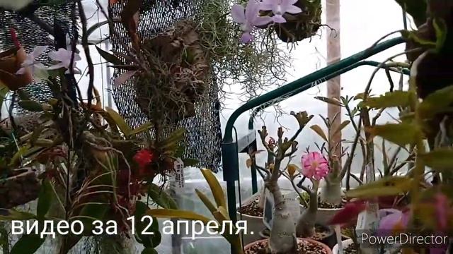 Dendrobium aphyllum (Dendrobium pierardii) デンドロビウム・アフィルム смотреть онлайн