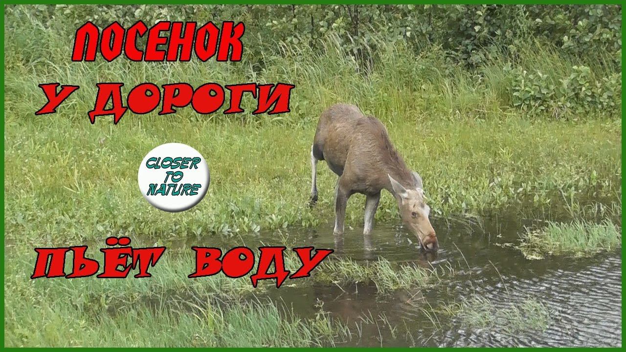 Лосёнок вышел попить водички - Watch A MOOSE CALF is drinking water смотреть онлайн