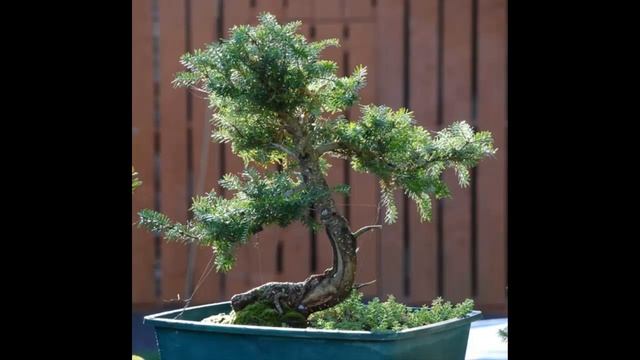 Abies koreana or Korean Fir Bonsai #13 смотреть онлайн