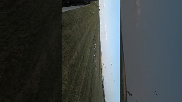 Аисты в полете на уборке пшеницы смотреть онлайн