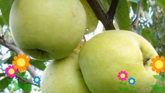 Яблоня Антоновка обыкновенная. Краткий обзор, описание характеристик, где купить саженцы смотреть онлайн