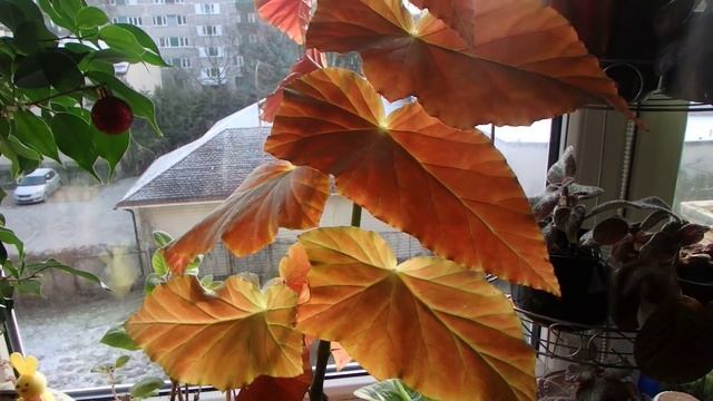 комнатные растения в феврале 2020 год смотреть онлайн