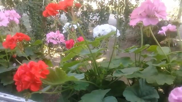 Правильный уход за геранью / Секреты ухода/ Обилие цвета / 1 часть смотреть онлайн