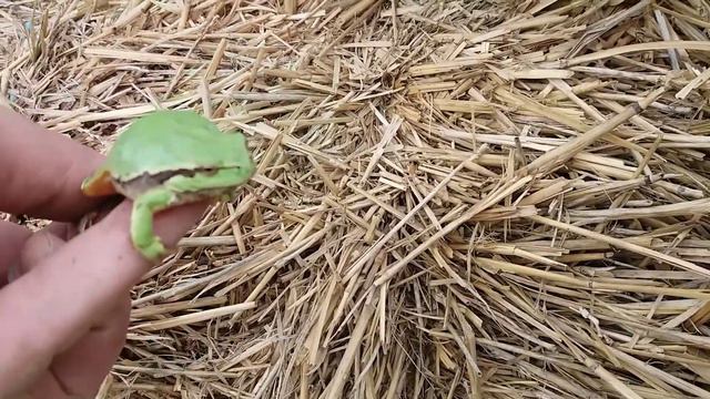 Редкая Лягушка в Новой Одессе смотреть онлайн