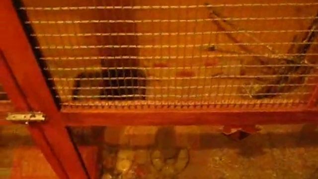 Певчие птицы в доме. смотреть онлайн