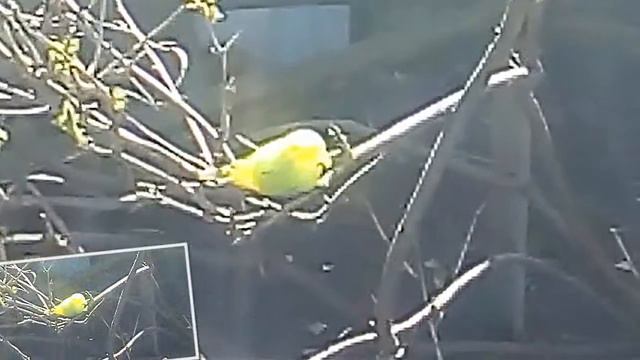 Птица птица сидит!!!!!!!!! смотреть онлайн