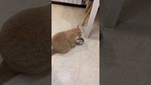 кот просит есть ночью смотреть онлайн