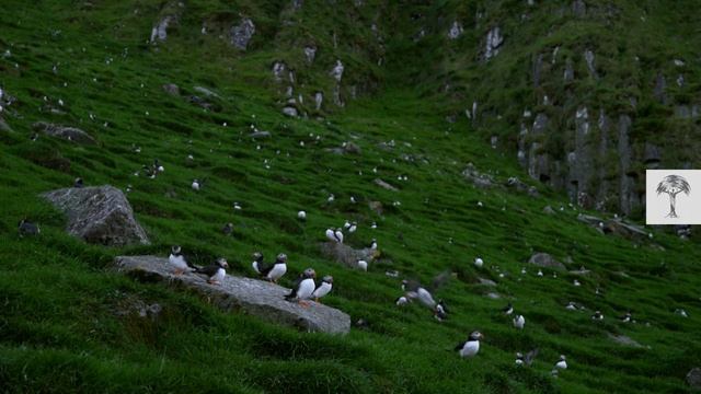 We Went Inside a Puffin Burrow I Cute Puffling Bird Underground смотреть онлайн