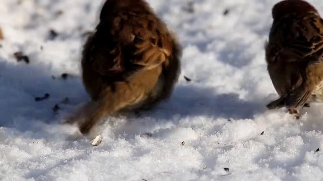 Воробьи. Раскусить семечко. Птицы на кормушке. смотреть онлайн