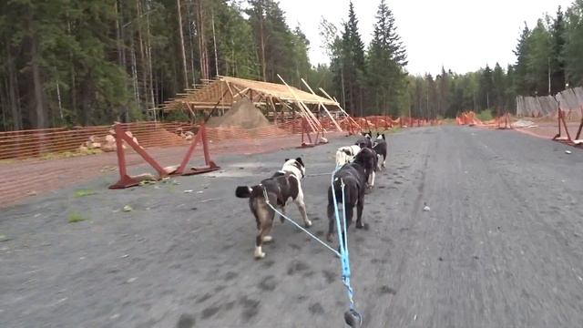 АЛЯСКИНСКИЕ ХАСКИ: катание на собачьей упряжке (карт) смотреть онлайн