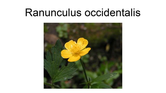 Ranunculus Occidentalis смотреть онлайн