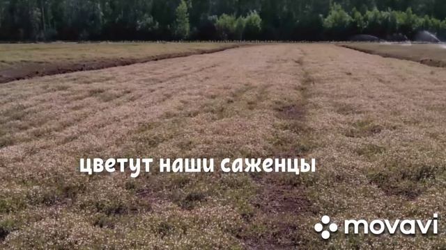 Жизненный цикл клюквы садовой на К(Ф)Х "ЯГОДКА" смотреть онлайн