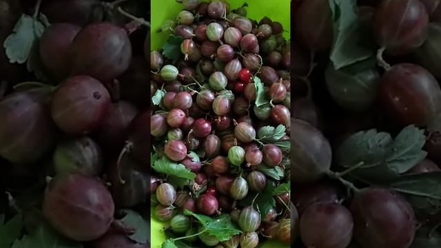 #подготовка крыжовника и красной смородины#subscribe#fyp смотреть онлайн