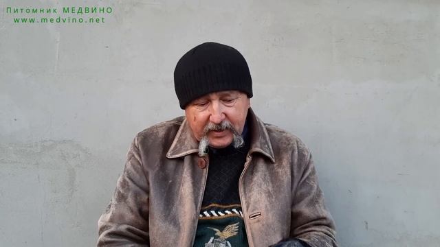 Как получить мочковатый корень на груше на семенном подвое смотреть онлайн