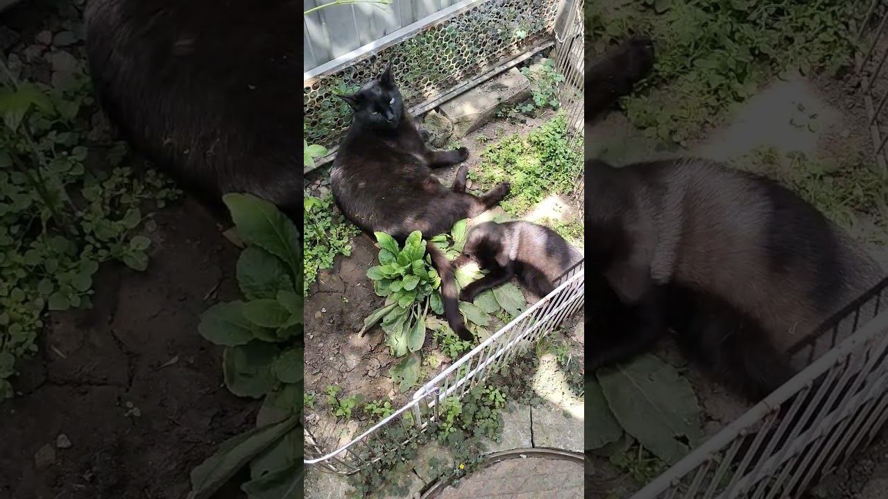 Кошки кайфуют. смотреть онлайн