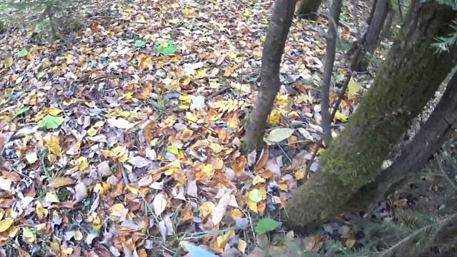 ПОДБЕРЕЗОВИКИ В КОНЦЕ СЕНТЯБРЯ