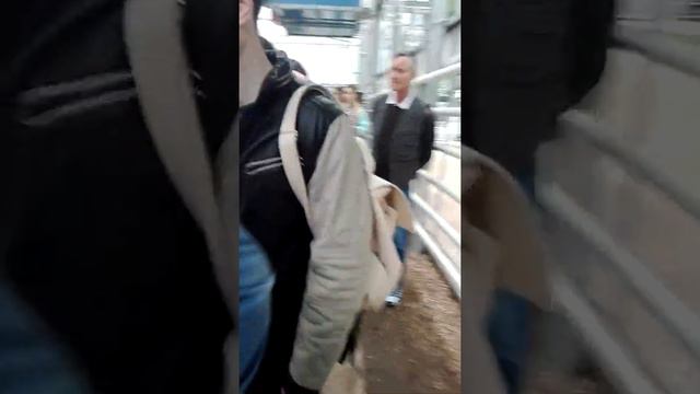 Аптекарский огород. Выставка цветов смотреть онлайн