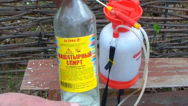 Нашатырный спирт - лучшая подкормка и избавления от вредителей для растений.  Аммиак- творит чудеса