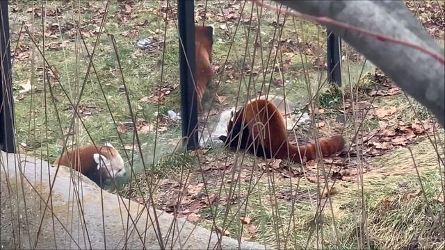 5 Minutes of Red Pandas Playing at Detroit Zoo 2021 смотреть онлайн